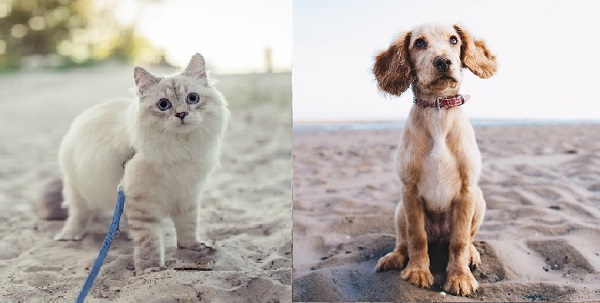 Beach Cat and Dog