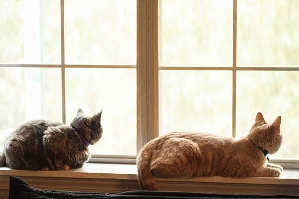 2 Cats in Window