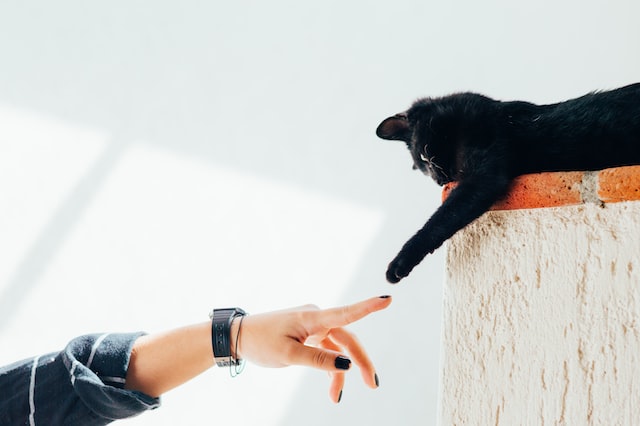 Person touching a cat's paw
